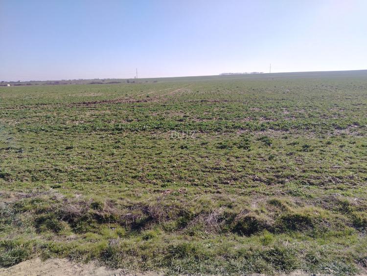 Teren extravilan, Cârcea, 988 mp - 3