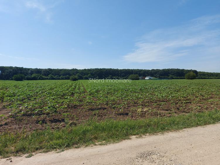 8.500 mp, cu deschidere la padure, dublă deschidere, Snagov –Ghermanesti - 8
