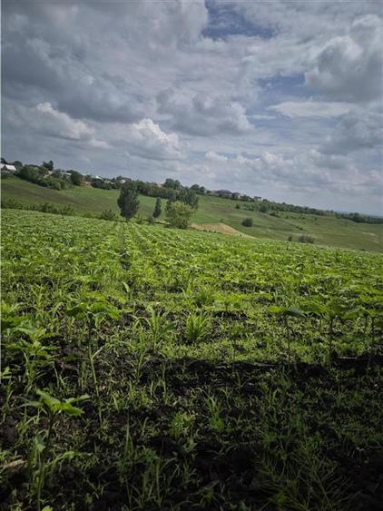Teren intravilan Moara Nica - zona Scolii