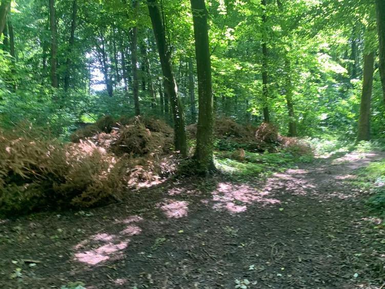 46644 mp teren in Padurea Baneasa proiect exclusivist