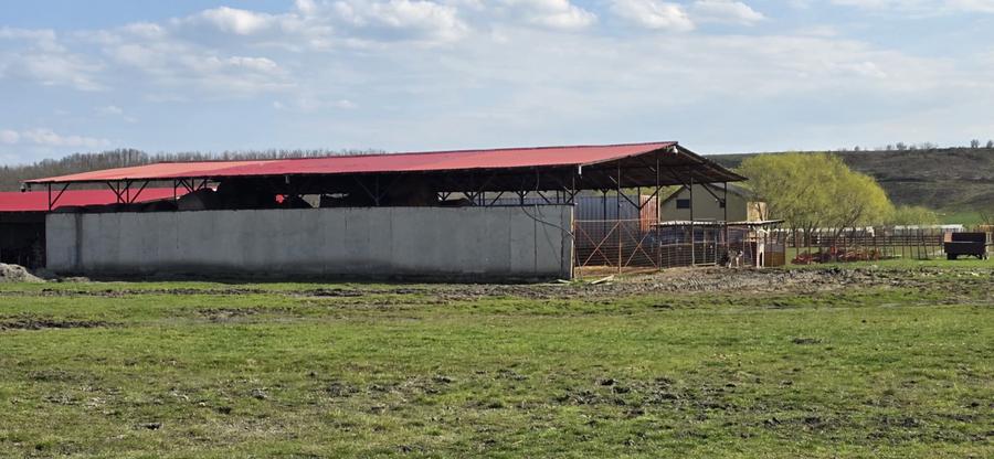 Fermă Zootehnică de Vânzare 6 Ha | Vaci și Oi | Grajd si Saivane | Calugareni |