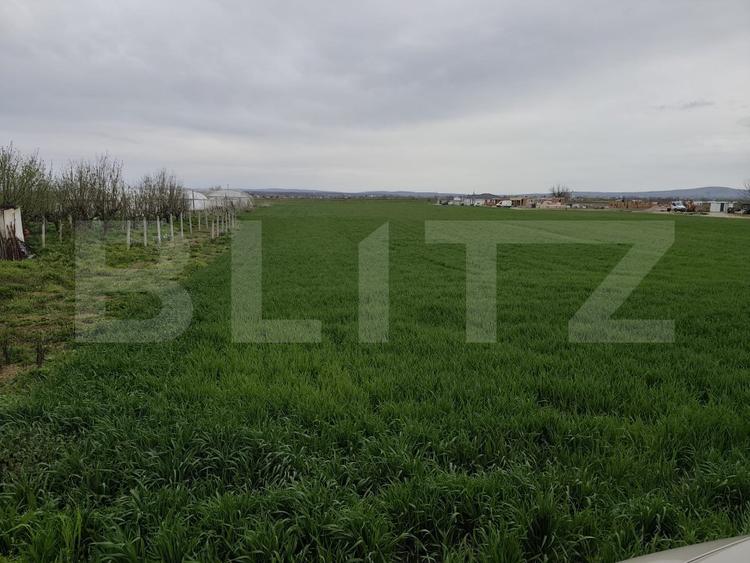 Teren 8600 mp în Podgoria