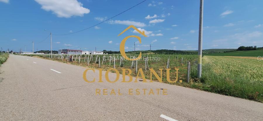 Teren intravilan cu PLANTATIE DE GOJII de vanzare in Racari - 3