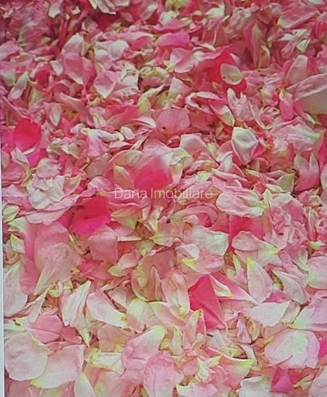 TEREN CU PLANTAȚIE DE TRANDAFIRI ,,ROSA DAMASCENA,\ \CARANSEBEȘ\JUD.CS - 14