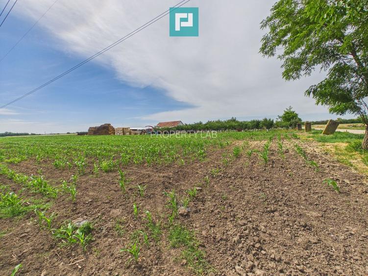 Teren extravilan în suprafață de 10.000 mp, Arad - 13