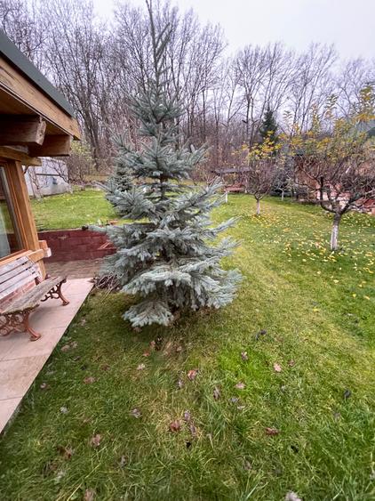 Cabana zona Copou - sos. Ștefan cel Mare