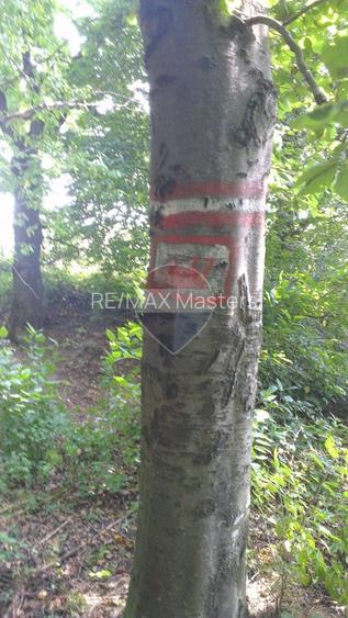 DE VÂNZARE – FOND FORESTIER PRIVAT | 100,9 ha | Județul Suceava - 8