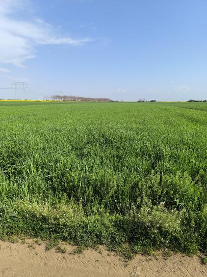 Frumusani DN 4 Popas-20km de Bucuresti , posibilitate parcelare