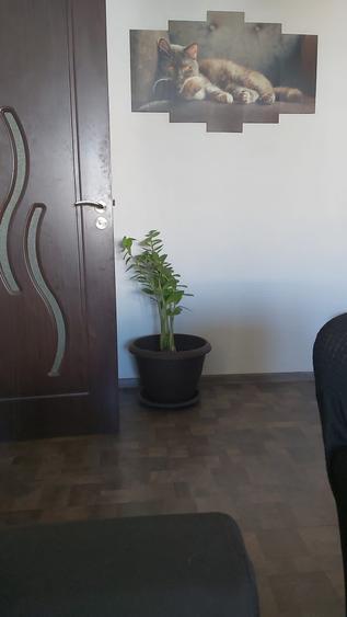 3 camere Iancului Pet friendly