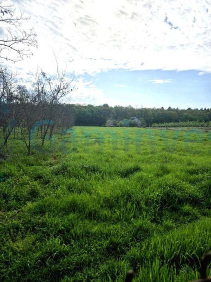 Proprietate cu teren, 5300 mp, Alparea, Bihor
