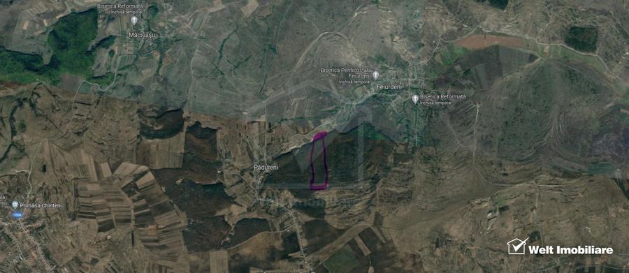 29.000 mp padure in Padureni (Chinteni), 100% material lemnos