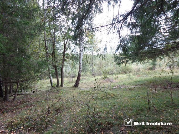1.6 ha de padure cu poienita, parau la limita curtii, cabana pentru trei familii