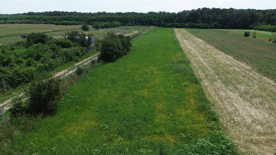 OCAZIE - Teren Intravilan - 8300 mp, Gruiu - Padurea Snagov