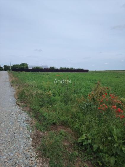 Vand teren Mariuta - Belciugatele-1000mp - Intravilan - 19€/mp-Direct Proprietar - 3