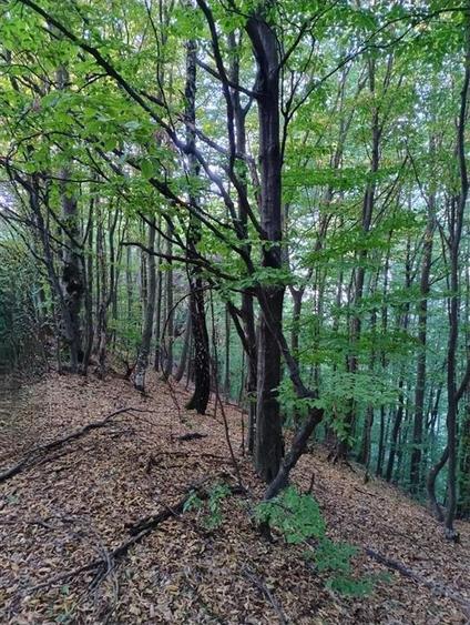 Padure de Fag 2 hectare