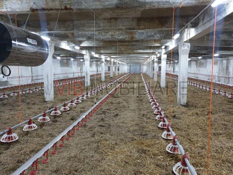 Ferma avicola populata, aparoape de Oradea - 3