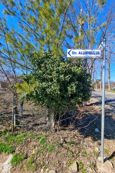 Teren intravilan 13175mp utilitati Ciolpani Strada Alunisului - Padurea Snagov