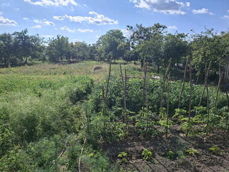 Casa 5 camere cu teren generos in Seitin judetul Arad-