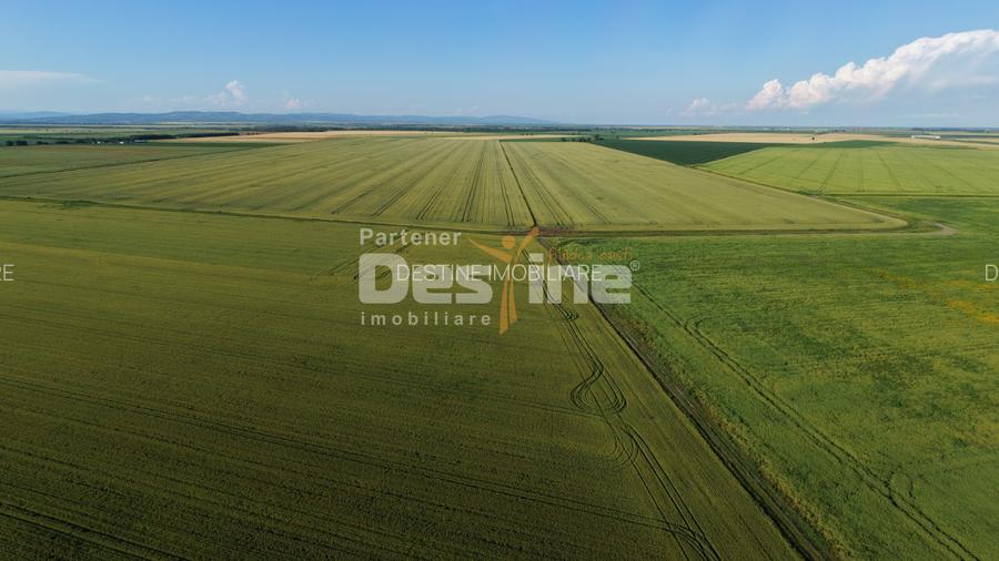 Teren extravilan, neimprejmuit, disponibil imediat, Dumbrava, Prahova - 8