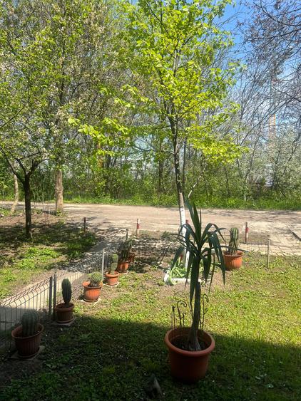 Vanzare apartament 2 camere Baneasa Academia de politie