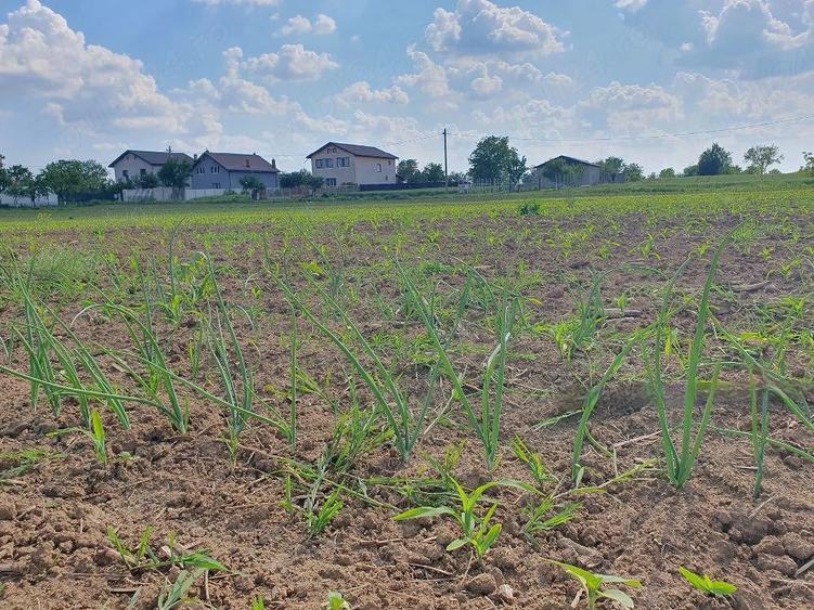 Teren intravilan 1.000 mp | Moara Vlăsiei | Strada Berzei
