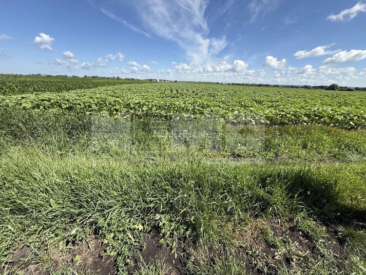 Teren extravilan de vânzare | Rădăuți | 4.000 mp - 5
