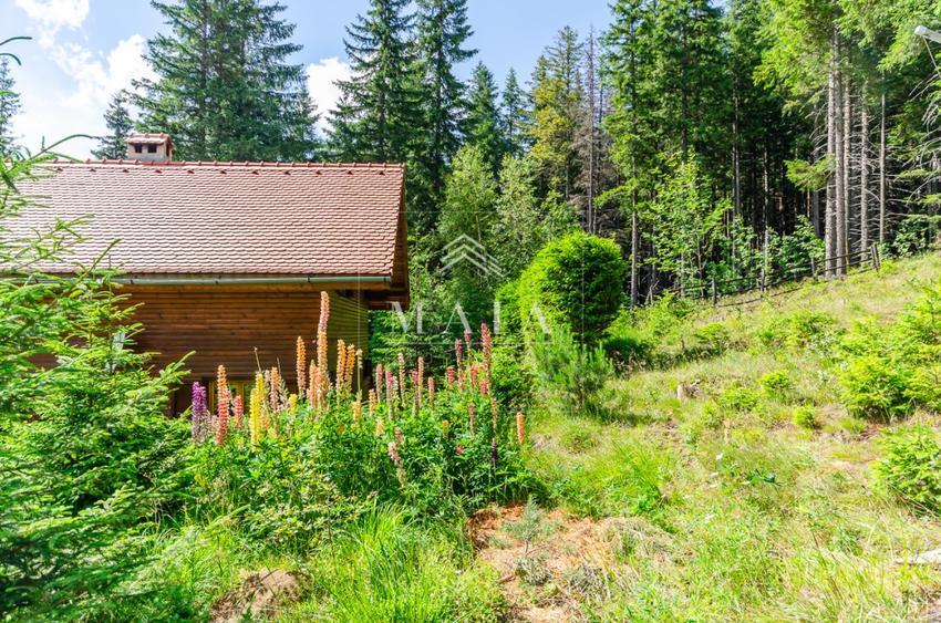 Casa 3 camere, 840 mp teren care include padure, Paltinis