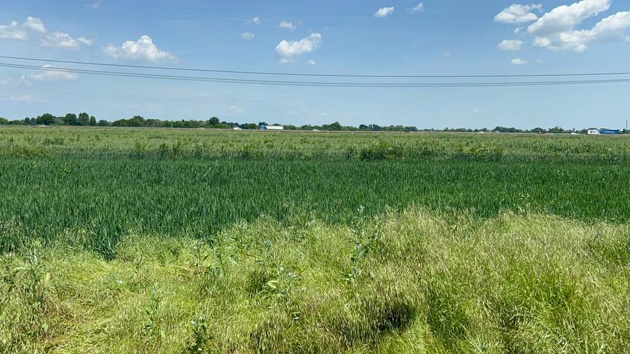 Vanzare teren în Măgurele, Pruni, strada Argeș 12000 euro