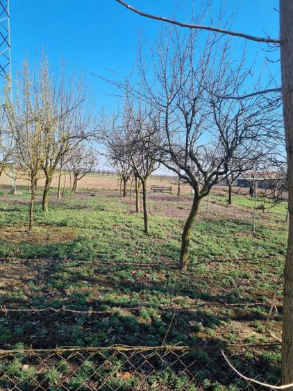 Teren intravilan de vânzare – Pădurea Noroieni