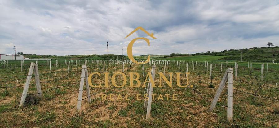 Teren intravilan cu PLANTATIE DE GOJII de vanzare in Racari - 26