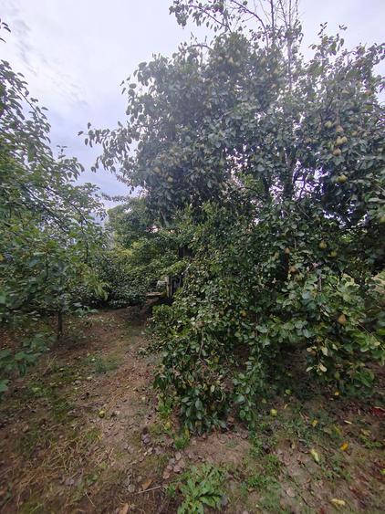 Casa - 24 ari de teren - Valea Ghinzii