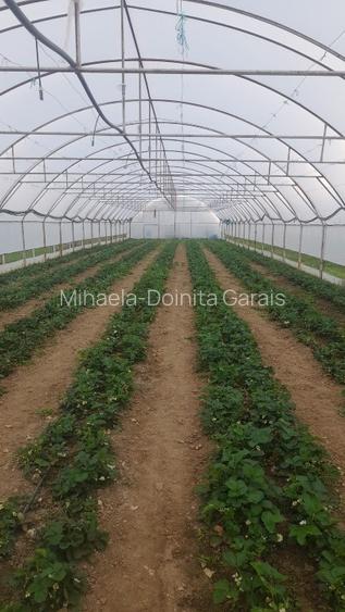 🌱 5.000 MP cu 4 SOLARII | EXPLOATAȚIE AGRICOLĂ | CĂLINEȘTI, ARGEȘ