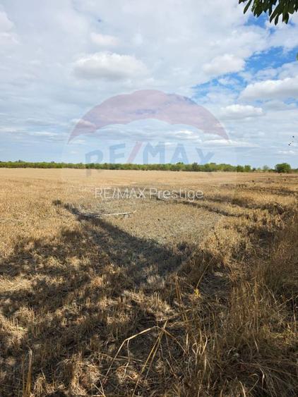 Teren 5000 mp deschidere Sos. Silistea Ciolpani
