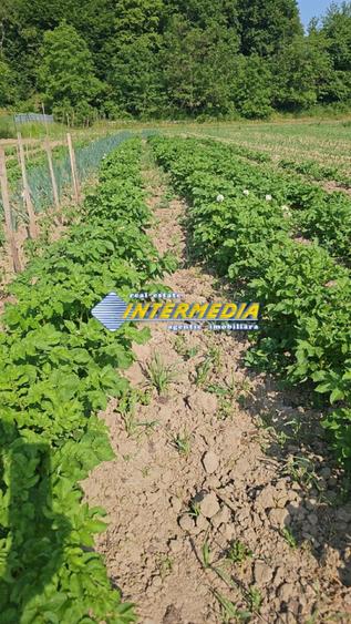 Teren intravilan 1000 mp in Ampoita cu apa si curent in fata