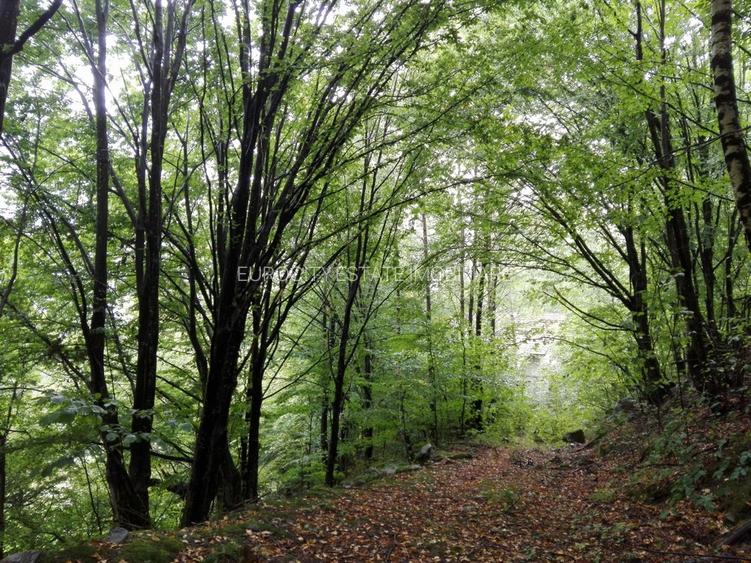 Proprietate rară în inima Retezatului – 5.700 mp teren intravilan - 2