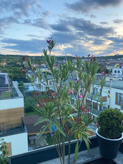 Penthouse de inchiriat in Borhanci, terasa generoasa