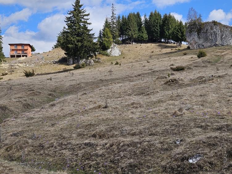 Vând/schimb cu apartament sau casă în Brașov Teren panoramic 7.2 hectare