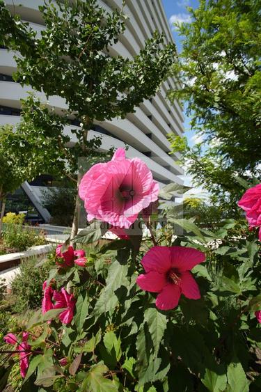Apartament 2 camere | Direct de la Dezvoltator | Ansamblu Wings