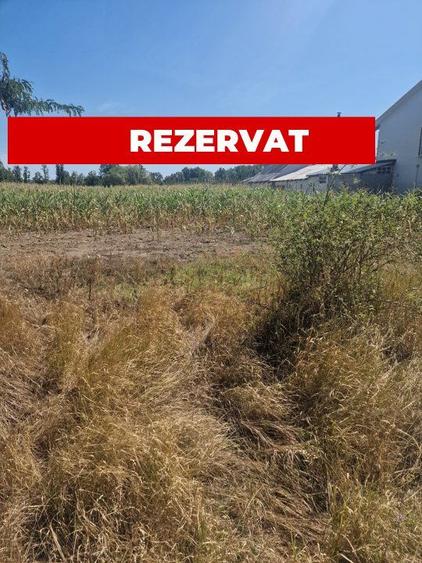 Teren Mosoaia, Lazaresti!