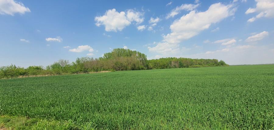 Teren intravilan Butimanu/Barbuceanu, Dambovita