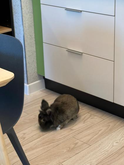 Babu's Luxury Apartement at Novum Politehnica Iuliu Maniu!