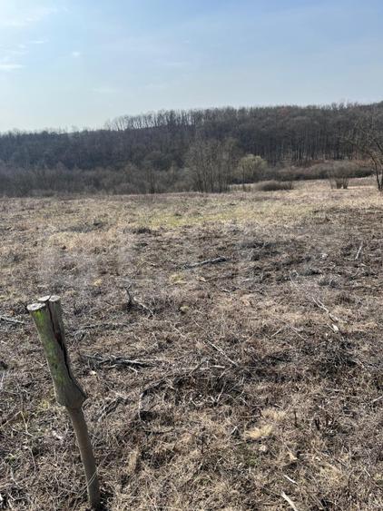 Teren intravilan de vanzare, 9783 mp, Paleu zona Iacului