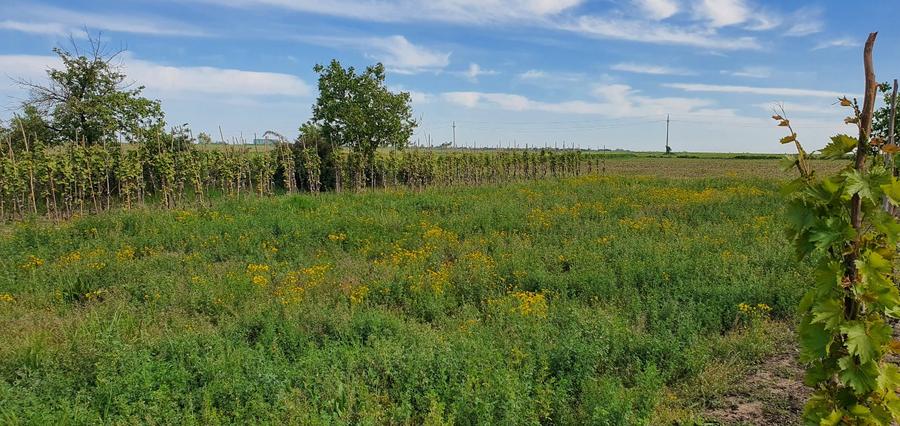 Teren intravilan 2300mp Sarulesti Sat Calarasi
