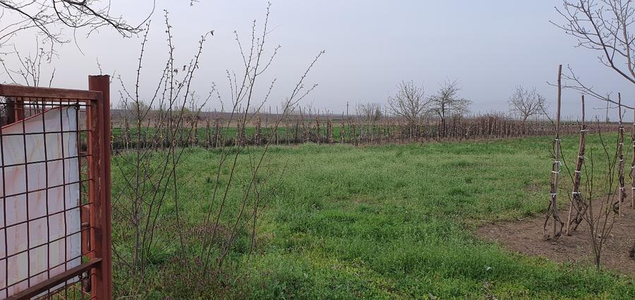 Teren intravilan 2300mp Sarulesti Sat Calarasi