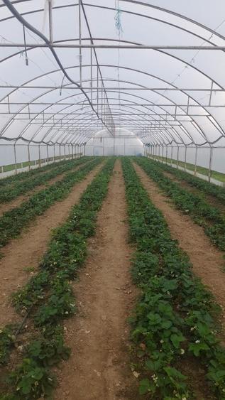 🌱 5.000 MP cu 4 SOLARII | EXPLOATAȚIE AGRICOLĂ | CĂLINEȘTI, ARGEȘ