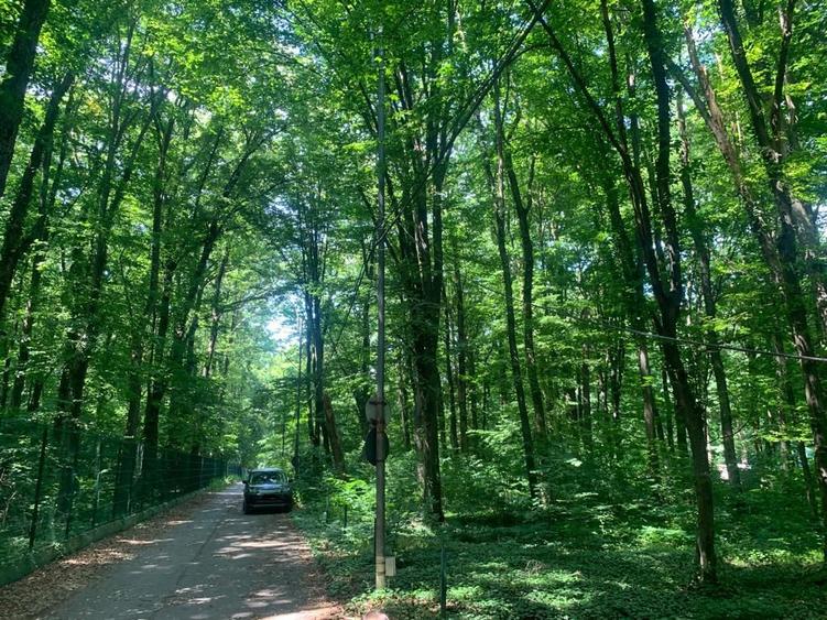 46644 mp teren in Padurea Baneasa proiect exclusivist