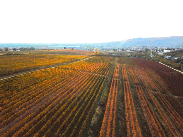 Podgorie de vita-de-vie nobila cu conac boieresc
