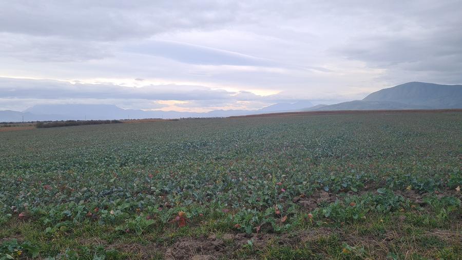 Oază de Natură și Potențial: Teren de 48.100 mp lângă Delta din Carpați