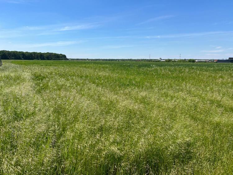 LOT TEREN INTRAVILAN / INVESTITIE / PRETABIL CONSTRUCTIE CASA VACANTA/LOCUIT