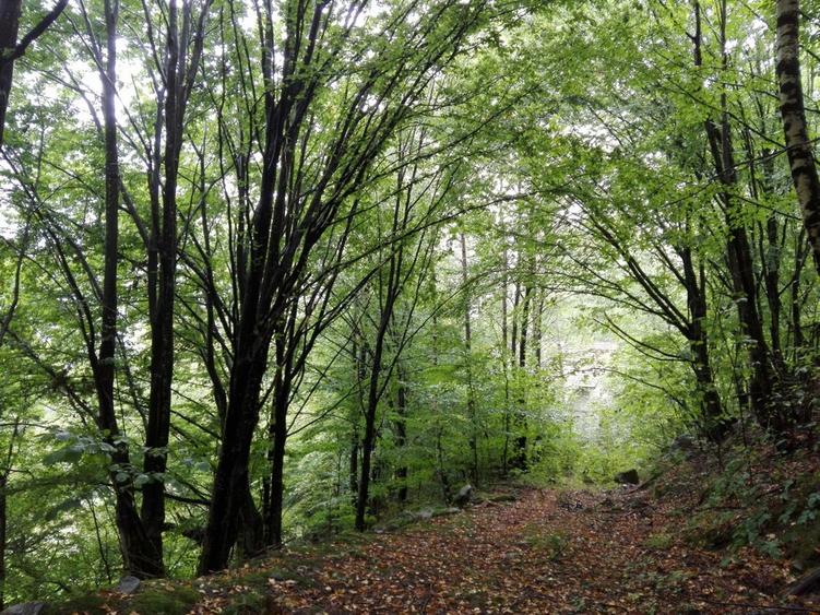 Proprietate rară în inima Retezatului – 5.700 mp teren intravilan